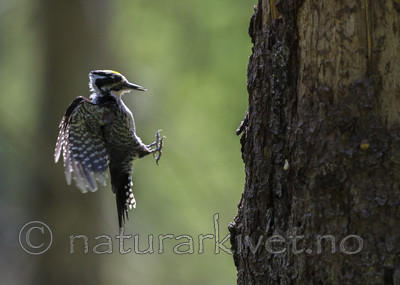 BB 14 0239 / Picoides tridactylus / Tretåspett